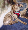 Foxy - ADOPTED 11.30.14