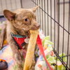 Foxy - ADOPTED 11.30.14