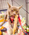 Foxy - ADOPTED 11.30.14