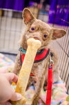 Foxy - ADOPTED 11.30.14