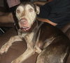 Wren - ADOPTED 09.10.14