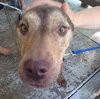 Wren - ADOPTED 09.10.14