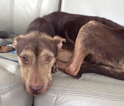 Wren - ADOPTED 09.10.14