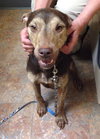 Wren - ADOPTED 09.10.14