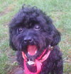 Rembrandt aka Remmy - ADOPTED 09.26.14