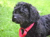 Rembrandt aka Remmy - ADOPTED 09.26.14