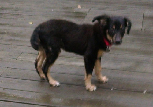 Arriva - ADOPTED 09.13.14