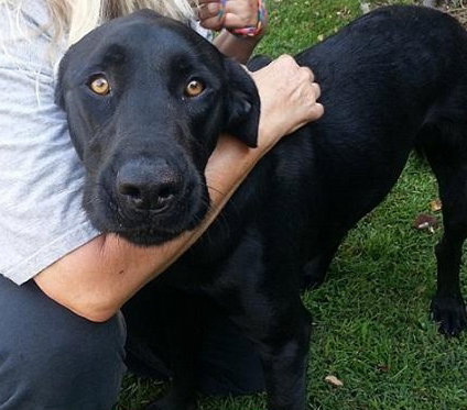 Dougal - ADOPTED 09.10.14