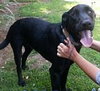 Dougal - ADOPTED 09.10.14