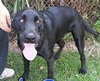 Dougal - ADOPTED 09.10.14