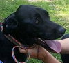 Dougal - ADOPTED 09.10.14
