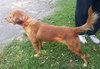 Morag - ADOPTED 09.09.14