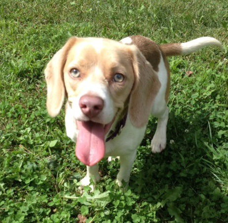Im Litter Mable - ADOPTED 09.24.14