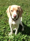 Im Litter Mable - ADOPTED 09.24.14
