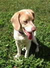 Im Litter Mable - ADOPTED 09.24.14