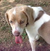 Im Litter Mable - ADOPTED 09.24.14