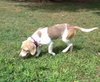 Im Litter Mable - ADOPTED 09.24.14