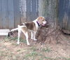 Im Litter Mable - ADOPTED 09.24.14