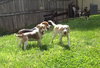 Im Litter Mable - ADOPTED 09.24.14