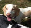 Im Litter Hatchet - ADOPTED 10.25.14