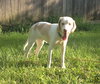Im Litter Hatchet - ADOPTED 10.25.14