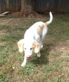 Im Litter Hatchet - ADOPTED 10.25.14