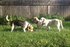Im Litter Hatchet - ADOPTED 10.25.14