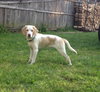 Im Litter Hatchet - ADOPTED 10.25.14