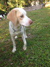 Im Litter Hatchet - ADOPTED 10.25.14