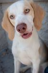 Im Litter Hatchet - ADOPTED 10.25.14