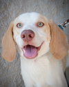 Im Litter Hatchet - ADOPTED 10.25.14