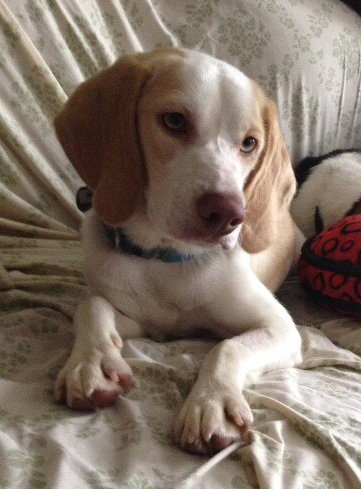 Im Litter Hatchet - ADOPTED 10.25.14