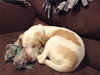 Im Litter Hatchet - ADOPTED 10.25.14
