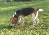 Im Litter Axel - ADOPTED 10.05.14