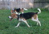 Im Litter Axel - ADOPTED 10.05.14