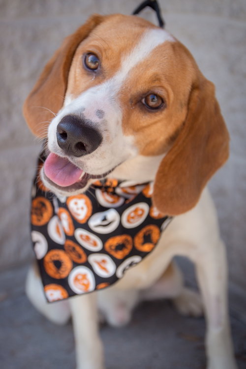 Im Litter Axel - ADOPTED 10.05.14