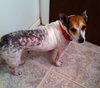Noodle-ADOPTED-5.23.15
