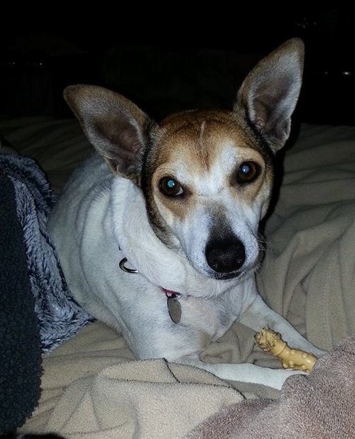 Noodle-ADOPTED-5.23.15