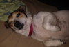 Noodle-ADOPTED-5.23.15