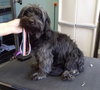 Truman - ADOPTED 09.26.14
