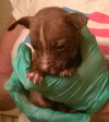 Km Litter Bronco - ADOPTED 11.01.14