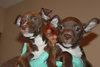 Km Litter Bronco - ADOPTED 11.01.14