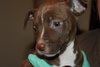 Km Litter Bronco - ADOPTED 11.01.14