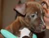 Km Litter Bronco - ADOPTED 11.01.14