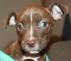 Km Litter Bronco - ADOPTED 11.01.14