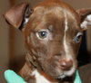 Km Litter Bronco - ADOPTED 11.01.14