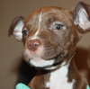 Km Litter Bronco - ADOPTED 11.01.14