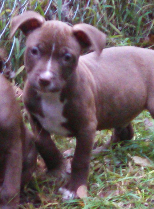 Km Litter Bronco - ADOPTED 11.01.14