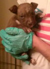 Blazer-Km Litter-ADOPTED-5.17.15