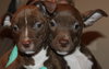 Blazer-Km Litter-ADOPTED-5.17.15